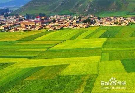 中国最美的油菜花海