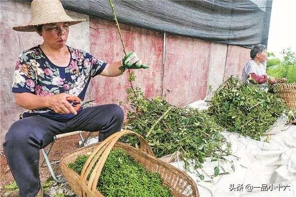 种花椒前景如何?