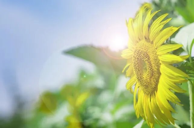 关于夏至的唯美句子