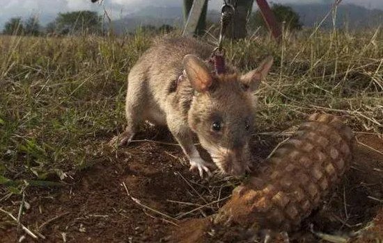 非洲巨鼠长什么样有多大 世界上最大的老鼠的样子