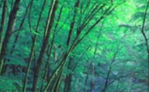 观音山森林公园