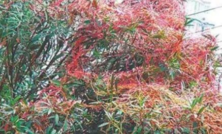 作为世界上12种最奇怪的树之一，吸血树真的能吸血吗？