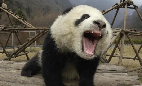 白罴和熊猫的区别