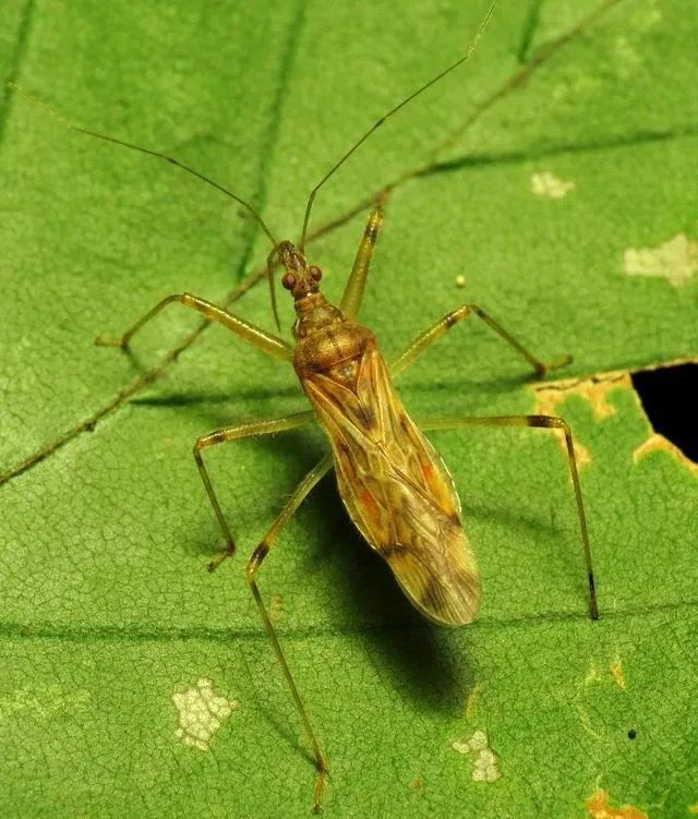 各种益虫大全图片？