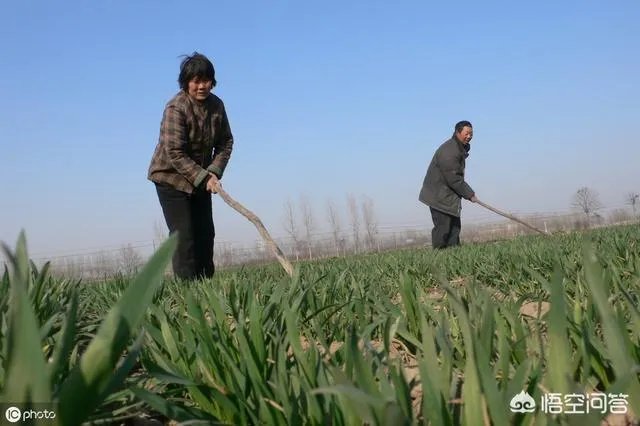 大蒜种植用什么肥料？