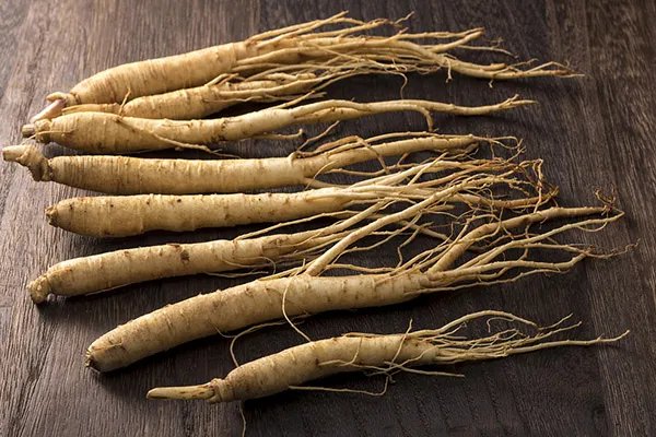 野山参的功效和吃法