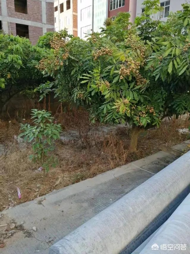 中国最出名的龙眼产地是哪里