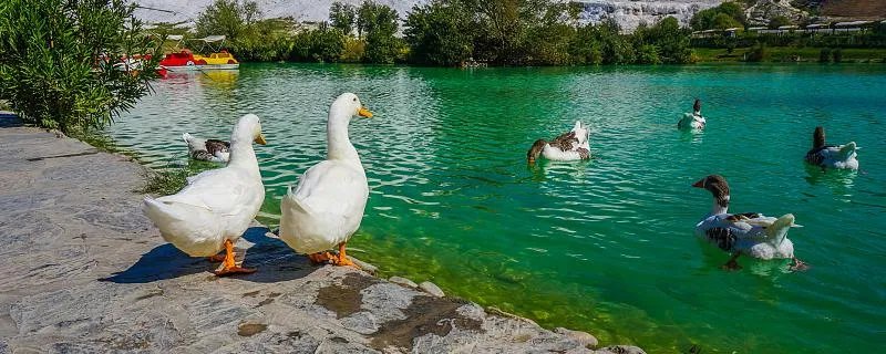 梦到鸭子是什么征兆 梦到鸭子意味着什么 