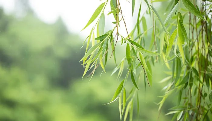 描写春天的古诗 关于春天的古诗有哪些