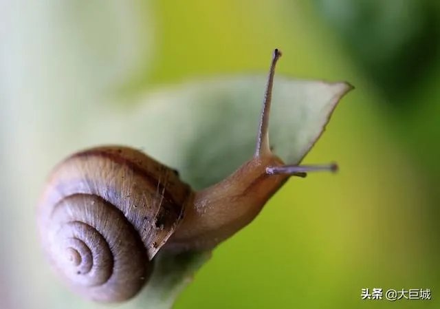 世界上牙齿最多的动物是什么？