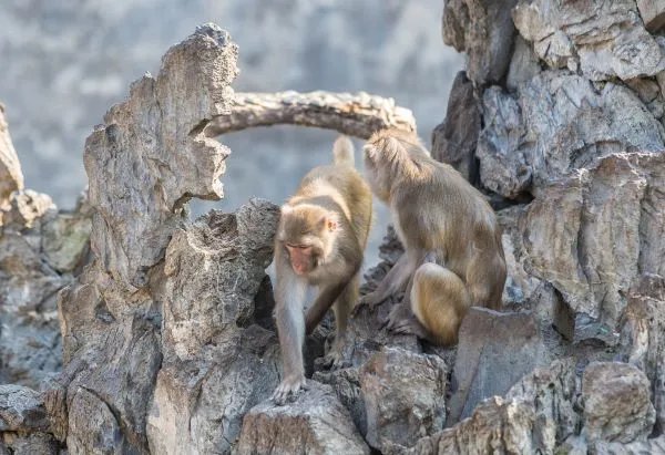 1968年属什么 1968年属什么生肖属相