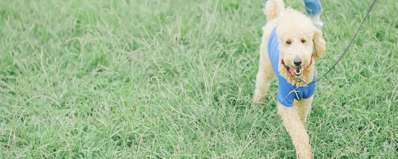 狗指甲太长怎么处理 狗狗指甲太长有什么危害