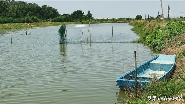 雨后池塘水浑浊怎么处理？