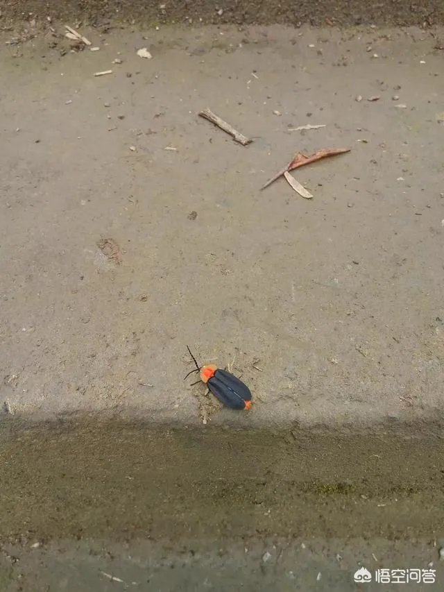 萤火虫是不是灭绝了?