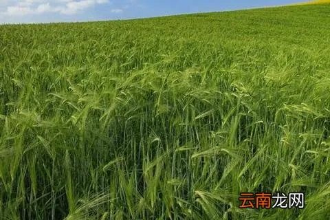 干旱地区种什么好