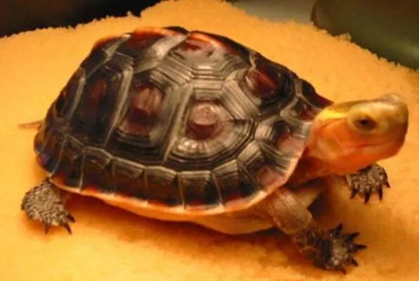 中国十大名贵乌龟 金钱龟上榜,第一被誉为“千年神龟”