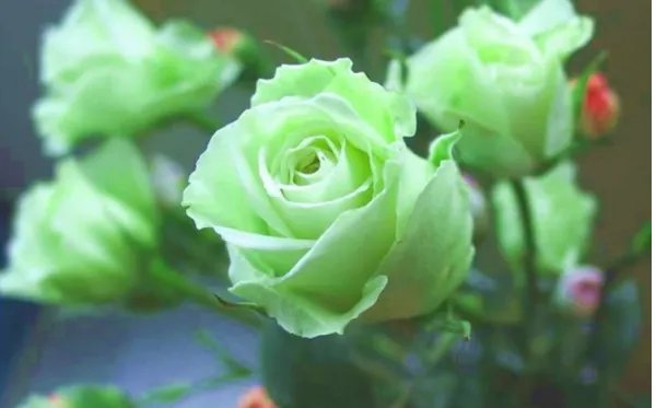 绿玫瑰代表什么含义?