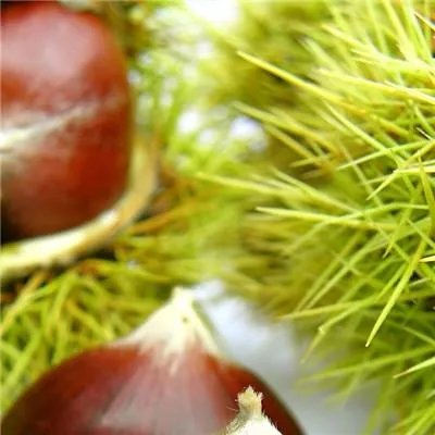 流鼻血怎么回事