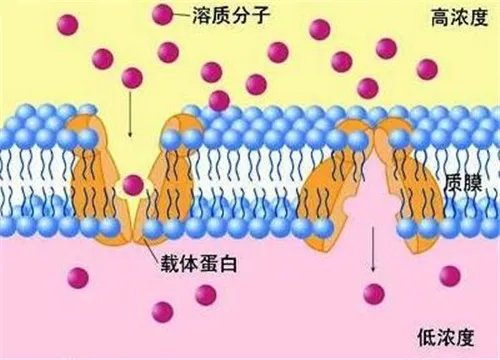 结合水的作用是什么