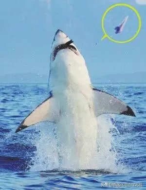 世界上牙齿最多的动物是什么？