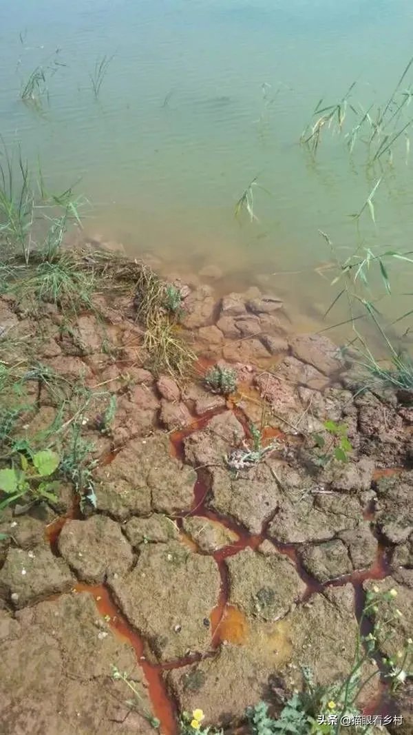 雨后池塘水浑浊怎么处理？