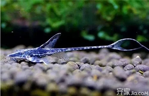 清洁工鱼怎么养  还你一个干净的环境