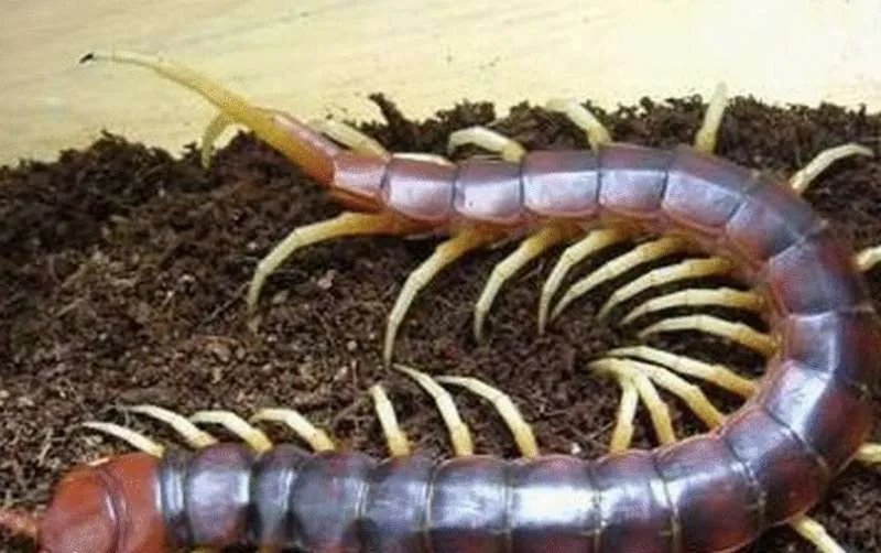 世界上最大的蜈蚣 目前发现的最大一只更是长达0.6米