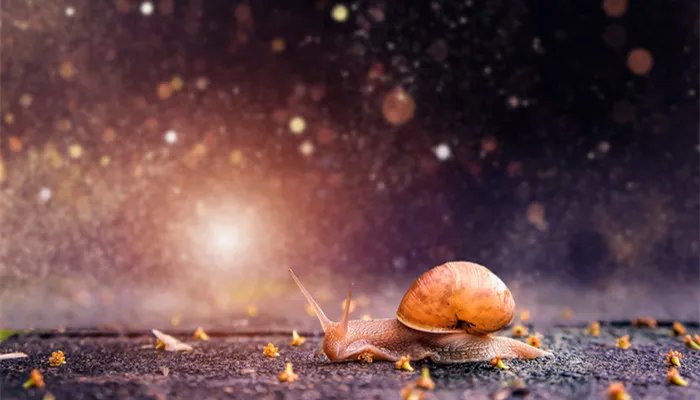 世界上牙齿最多的动物是什么 世界上牙齿最多的动物是什么爬行动物