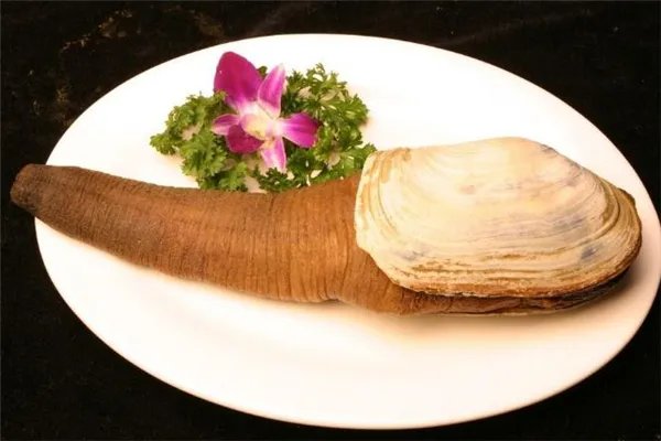 象拔蚌是什么东西 象拔蚌的功效与作用