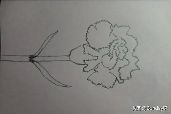 康乃馨怎么画？