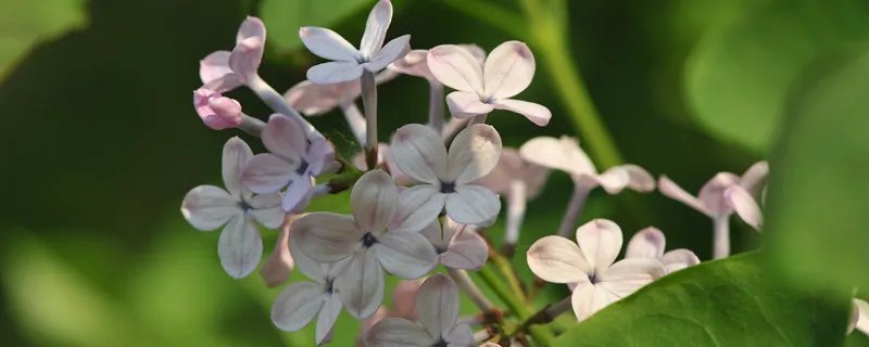 丁香结主要内容中心思想