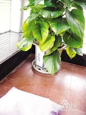 装修污染如何检测，装修污染检测方法