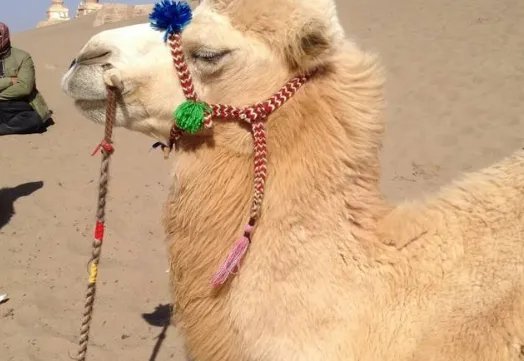 骆驼铁丝缠脚被解救长鸣感谢，换成你，你敢解救它吗？