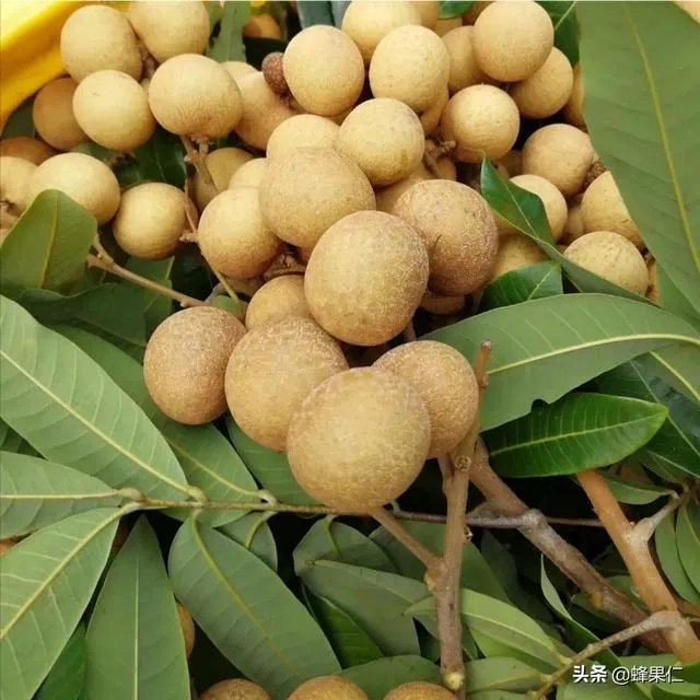 中国最出名的龙眼产地是哪里