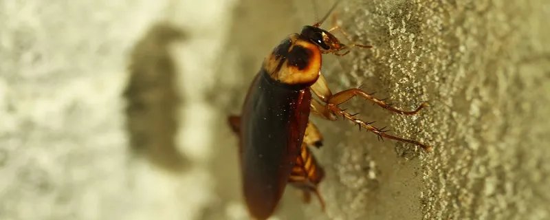 蟑螂吃什么 蟑螂吃什么东西