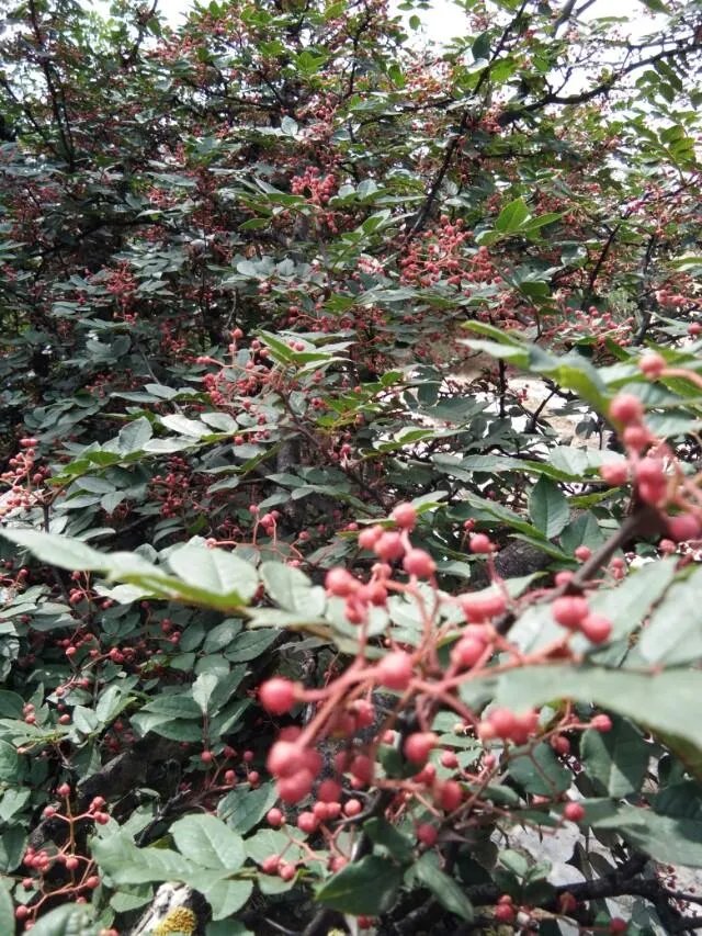 种花椒前景如何?