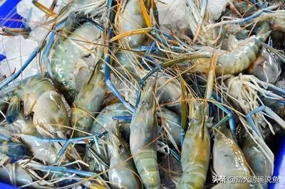 养殖业什么前景最好？