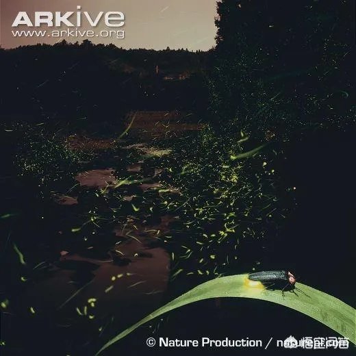 萤火虫是不是灭绝了?