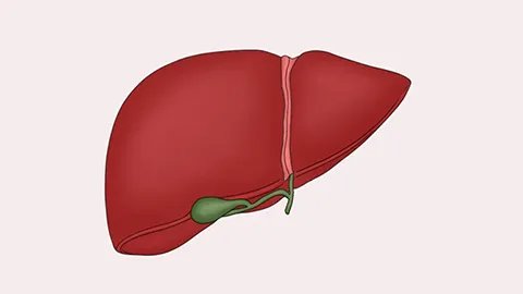 去氢胆酸片和去氧胆酸片的区别