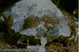 首例冷冻人复活