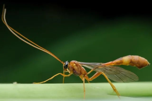 各种益虫大全图片？