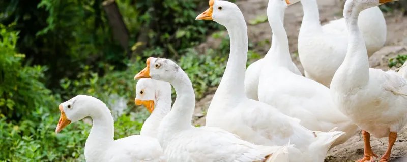 大鹅的祖先是谁 大鹅的祖先是天鹅还是野雁