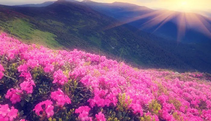 杜鹃花什么时候开 杜鹃花的开花时间