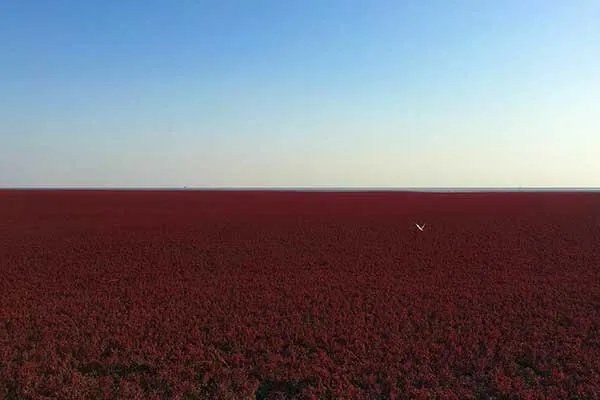 盘锦红海滩几月去最好 盘锦红海滩最佳旅游时间