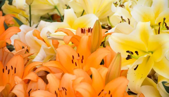 送百合花代表什么 送百合花代表什么意思