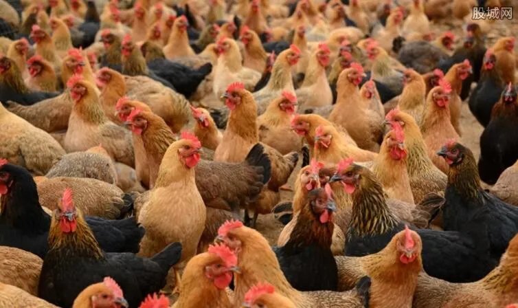 养殖什么不愁销路 农村养殖业什么最好养