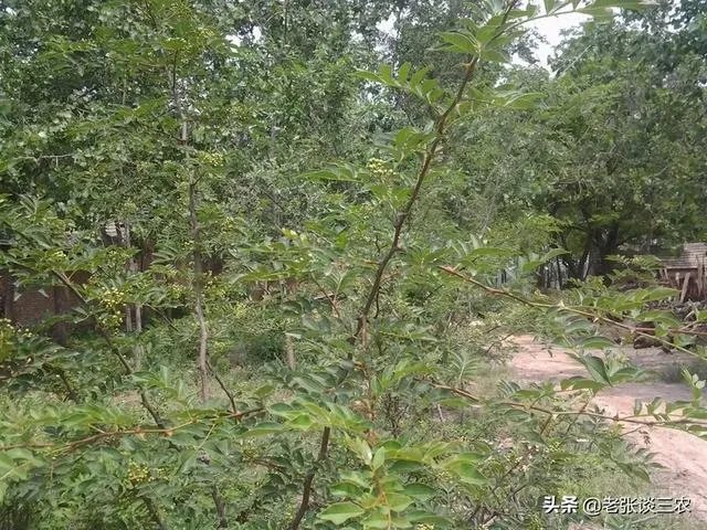 种花椒前景如何?