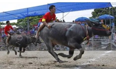 泰国骑水牛比赛：上百头水牛被骑手骑着赛跑（图）