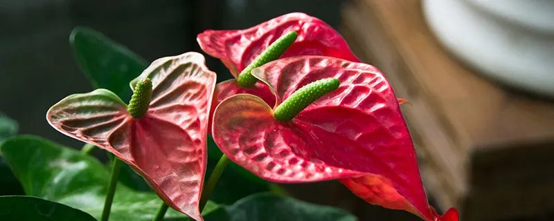 红掌怎么养高 红掌养高方法