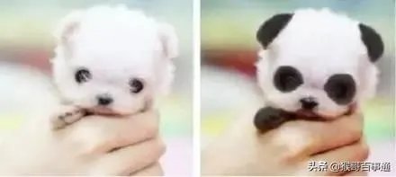 如何评价沈梦辰15年前参加模特选秀的照片？